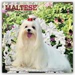Maltese - Malteser 2021 - 18-Monatskalender mit freier DogDays-App