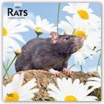 Rats - Ratten 2021 - 18-Monatskalender
