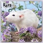 Rats - Ratten 2023 - 16-Monatskalender