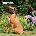 Boxers 16 Month Caledar