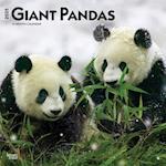 Giant Pandas 2025 12 X 24 Inch Monthly Square Wall Calendar Plastic-Free