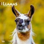 Llamas 2025 12 X 24 Inch Monthly Square Wall Calendar Plastic-Free