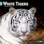 White Tigers 2025 12 X 24 Inch Monthly Square Wall Calendar Plastic-Free