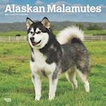 Alaskan Malamutes 2025 12 X 24 Inch Monthly Square Wall Calendar Plastic-Free
