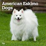 American Eskimo Dogs 2025 12 X 24 Inch Monthly Square Wall Calendar Plastic-Free