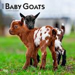 Baby Goats 2025 12 X 24 Inch Monthly Square Wall Calendar Plastic-Free