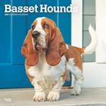 Basset Hounds 2025 12 X 24 Inch Monthly Square Wall Calendar Plastic-Free