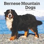 Bernese Mountain Dogs 2025 12 X 24 Inch Monthly Square Wall Calendar Plastic-Free