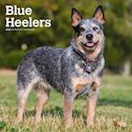 Blue Heelers 2025 12 X 24 Inch Monthly Square Wall Calendar Plastic-Free