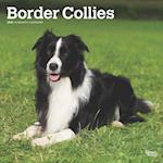Border Collies 2025 12 X 24 Inch Monthly Square Wall Calendar Plastic-Free
