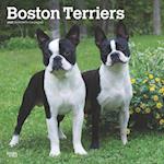 Boston Terriers 2025 12 X 24 Inch Monthly Square Wall Calendar Plastic-Free