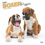 Boxer Puppies 2025 12 X 24 Inch Monthly Square Wall Calendar Plastic-Free
