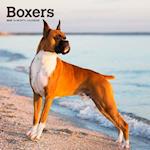 Boxers 2025 12 X 24 Inch Monthly Square Wall Calendar Plastic-Free