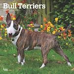 Bull Terriers 2025 12 X 24 Inch Monthly Square Wall Calendar Plastic-Free