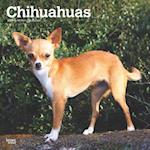 Chihuahuas 2025 12 X 24 Inch Monthly Square Wall Calendar Plastic-Free