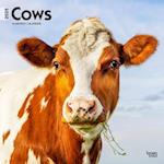 Cows 2025 12 X 24 Inch Monthly Square Wall Calendar Plastic-Free