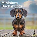 Miniature Dachshunds 2025 12 X 24 Inch Monthly Square Wall Calendar Plastic-Free