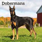 Dobermans 2025 12 X 24 Inch Monthly Square Wall Calendar Plastic-Free