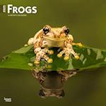 Frogs 2025 12 X 24 Inch Monthly Square Wall Calendar Plastic-Free