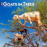 Goats in Trees 2025 12 X 24 Inch Monthly Square Wall Calendar Plastic-Free