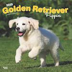 Golden Retriever Puppies 2025 12 X 24 Inch Monthly Square Wall Calendar Plastic-Free
