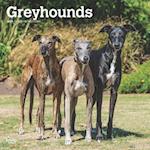 Greyhounds 2025 12 X 24 Inch Monthly Square Wall Calendar Plastic-Free