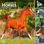 365 Days of Horses 2025 12 X 24 Inch Monthly Square Wall Calendar Plastic-Free