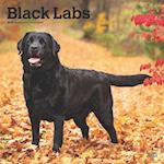 Black Labrador Retrievers 2025 12 X 24 Inch Monthly Square Wall Calendar Plastic-Free
