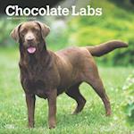 Chocolate Labrador Retrievers 2025 12 X 24 Inch Monthly Square Wall Calendar Plastic-Free