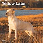 Yellow Labrador Retrievers 2025 12 X 24 Inch Monthly Square Wall Calendar Plastic-Free