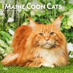 Maine Coon Cats 2025 12 X 24 Inch Monthly Square Wall Calendar Plastic-Free