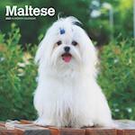 Maltese 2025 12 X 24 Inch Monthly Square Wall Calendar Plastic-Free