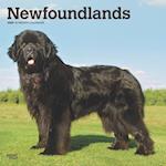 Newfoundlands 2025 12 X 24 Inch Monthly Square Wall Calendar Plastic-Free