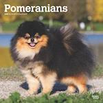 Pomeranians 2025 12 X 24 Inch Monthly Square Wall Calendar Plastic-Free