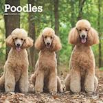 Poodles 2025 12 X 24 Inch Monthly Square Wall Calendar Plastic-Free