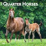 Quarter Horses 2025 12 X 24 Inch Monthly Square Wall Calendar Plastic-Free
