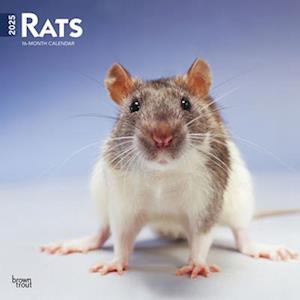 Rats 2025 12 X 24 Inch Monthly Square Wall Calendar Plastic-Free
