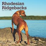 Rhodesian Ridgebacks 2025 12 X 24 Inch Monthly Square Wall Calendar Plastic-Free