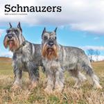 Schnauzers 2025 12 X 24 Inch Monthly Square Wall Calendar Plastic-Free
