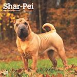 Shar Pei 2025 12 X 24 Inch Monthly Square Wall Calendar Plastic-Free