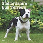 Staffordshire Bull Terriers 2025 12 X 24 Inch Monthly Square Wall Calendar Plastic-Free