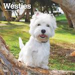 West Highland White Terriers 2025 12 X 24 Inch Monthly Square Wall Calendar Plastic-Free