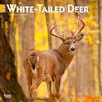 White Tailed Deer 2025 12 X 24 Inch Monthly Square Wall Calendar Plastic-Free