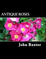 Antique Roses