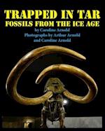 Trapped in Tar: Fossils from the Ice Age 