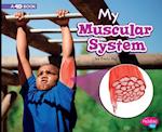 My Muscular System