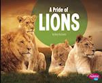 A Pride of Lions