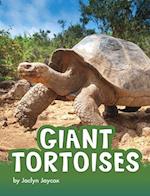 Giant Tortoises