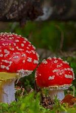 Fairy Tale Mushrooms Notebook