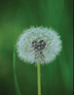 Angel Dandelion Notebook 8.5" x 11" 150 Lined Pages